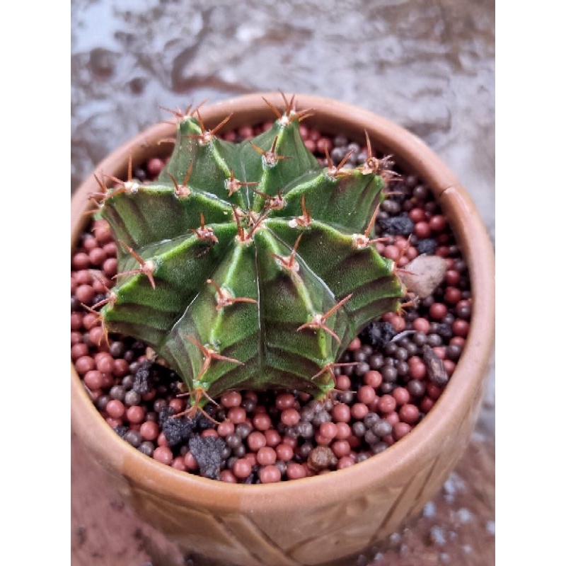 MIHA HYBRID SEEDLING DARI BIJI//KAKTUS//MIHA VARIGATA X MIHA VARIGATA//KAKTUS HIAS//KAKTUS MINI//KAK