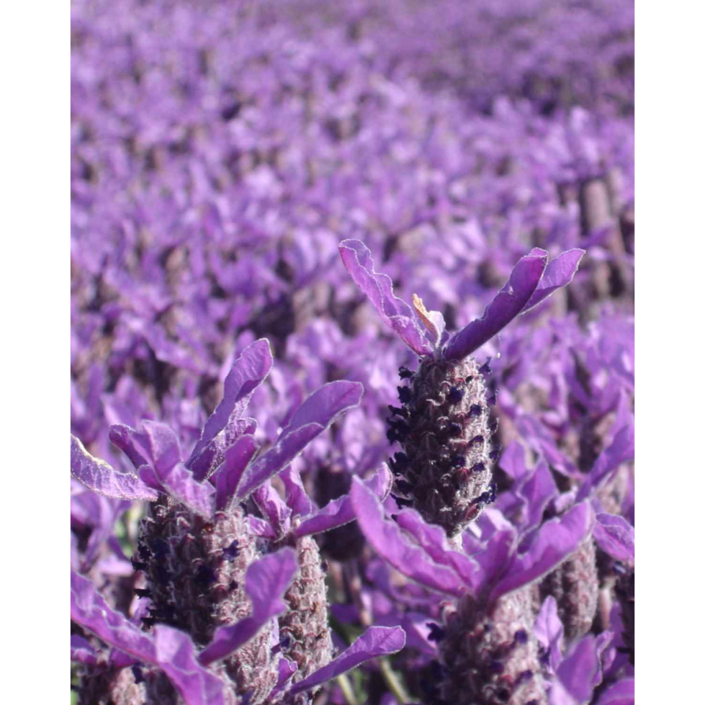 Benih Bibit Biji - Bunga Lavender French Blue Fragrance Medical Herb Flower Seeds - IMPORT