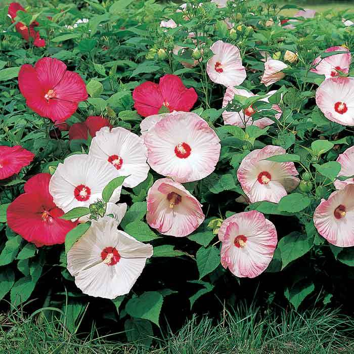 Benih Bibit Biji - Giant Hibiscus Luna Mix Color Bunga Sepatu Jumbo Campuran Flower Seeds - IMPORT