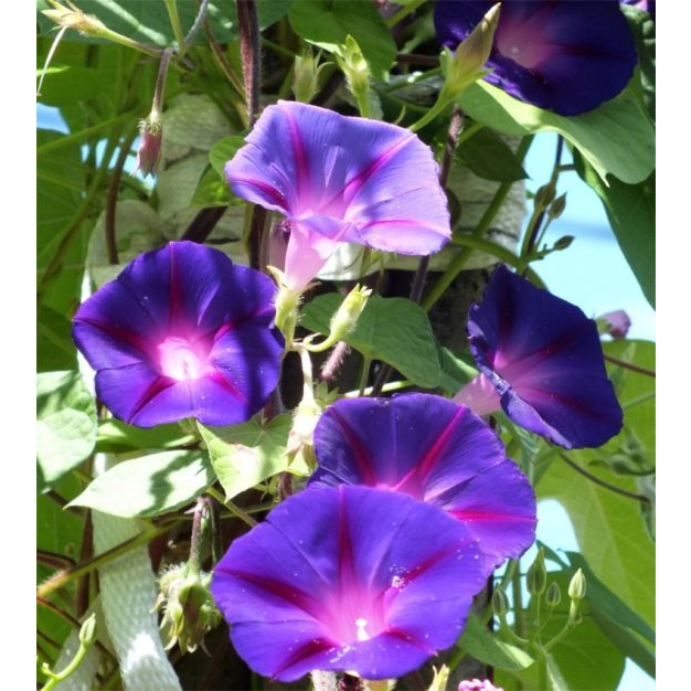 Benih Bibit Biji - Bunga Morning Glory Grandpa Ott's Flower Seeds - IMPORT