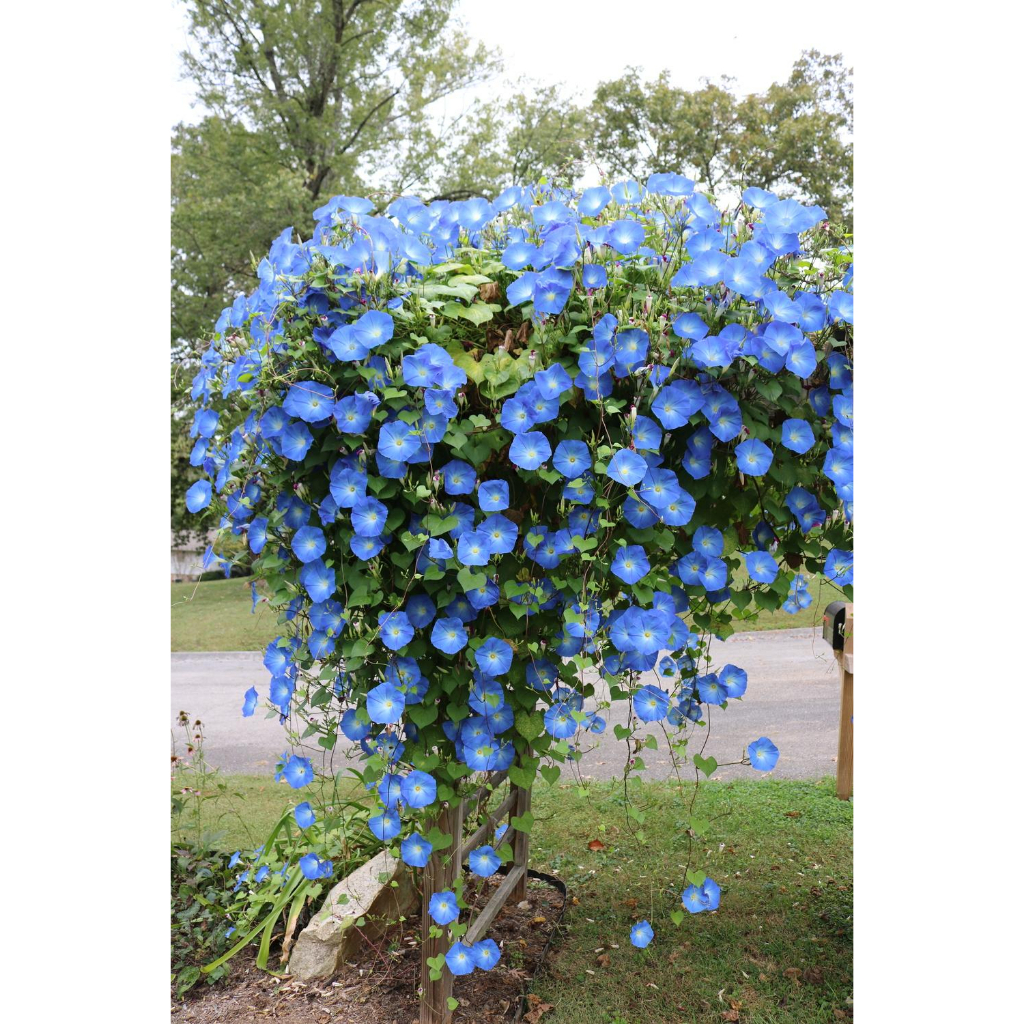 Benih Bibit Biji - Bunga Morning Glory Heavenly Blue Flower Seeds - IMPORT