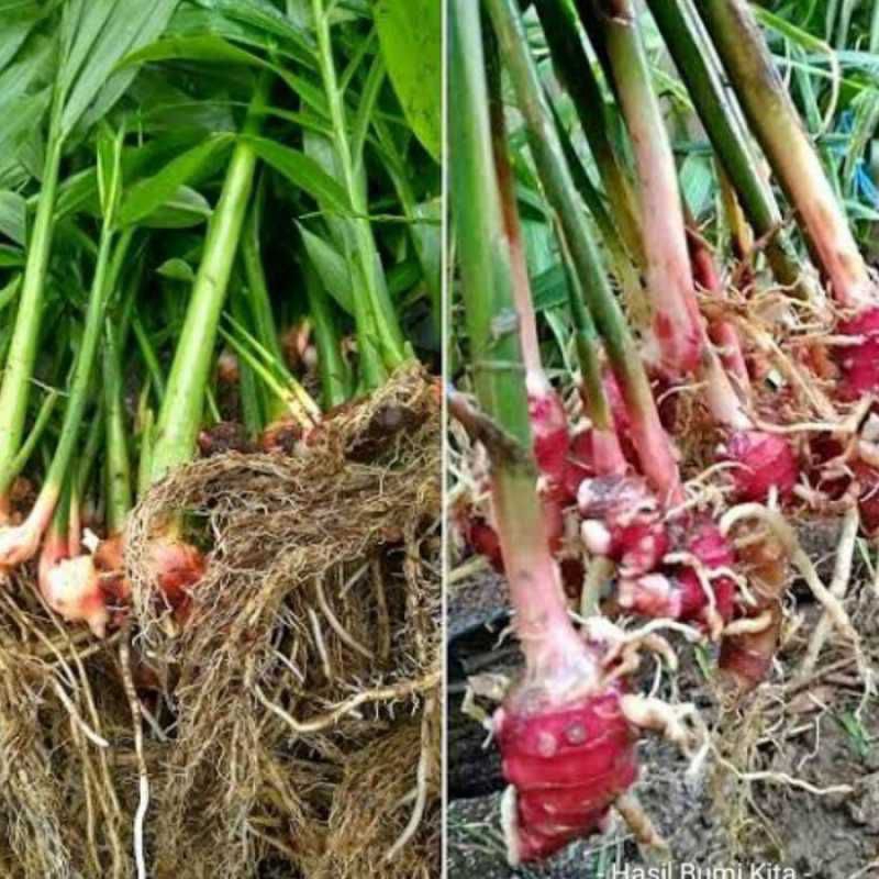 Bibit Jahe Merah dan Jahe Emprit Super Tanaman Pohon