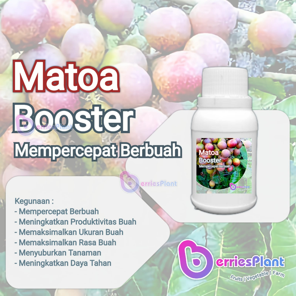 Booster Matoa SUPER | Mempercepat Berbuah | Perangsang Bunga  |  Perangsang Buah | Cepat Berbuah | B