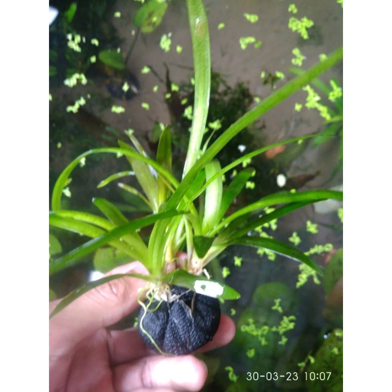 mos+subulata Giant+pelia wabikusa