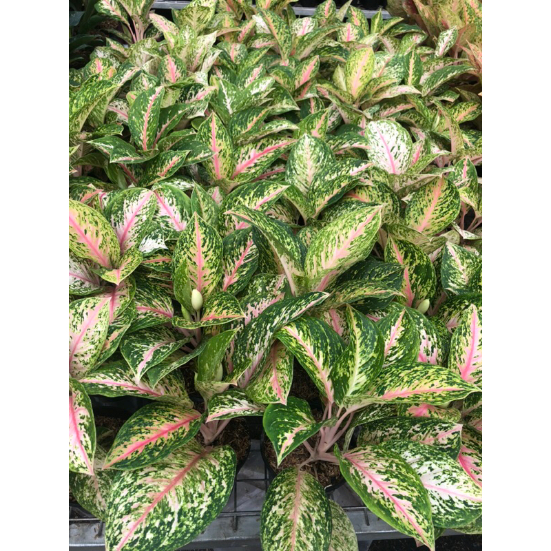 Aglaonema Twinkle Pink Jumbo