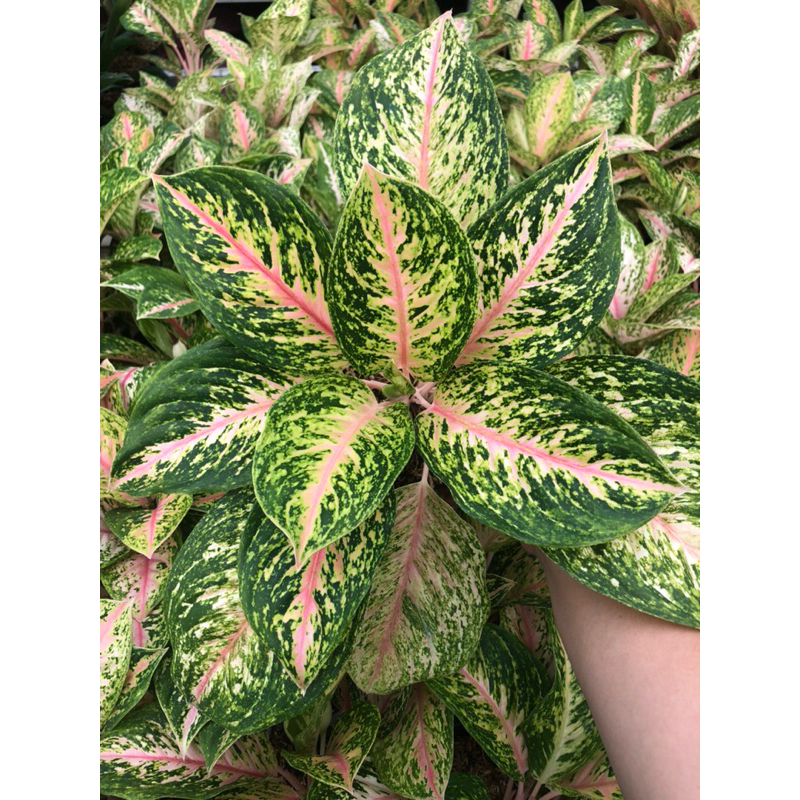 Aglaonema Twinkle Pink Jumbo