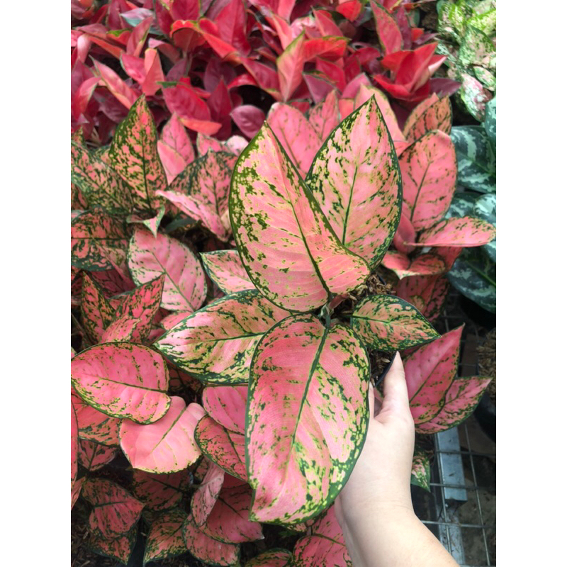 Aglaonema lady valentine