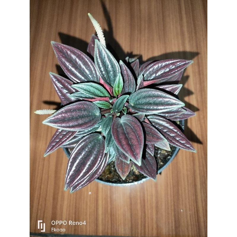 Peperomia rosso