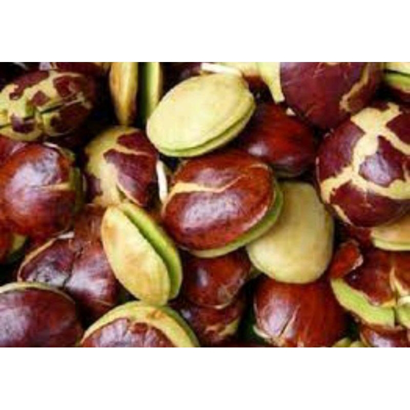 

jengkol 250gr