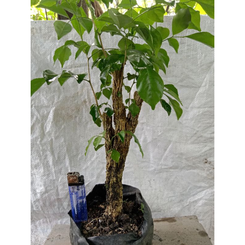 Bahan bonsai kemuning jawa sudah subur akarnya