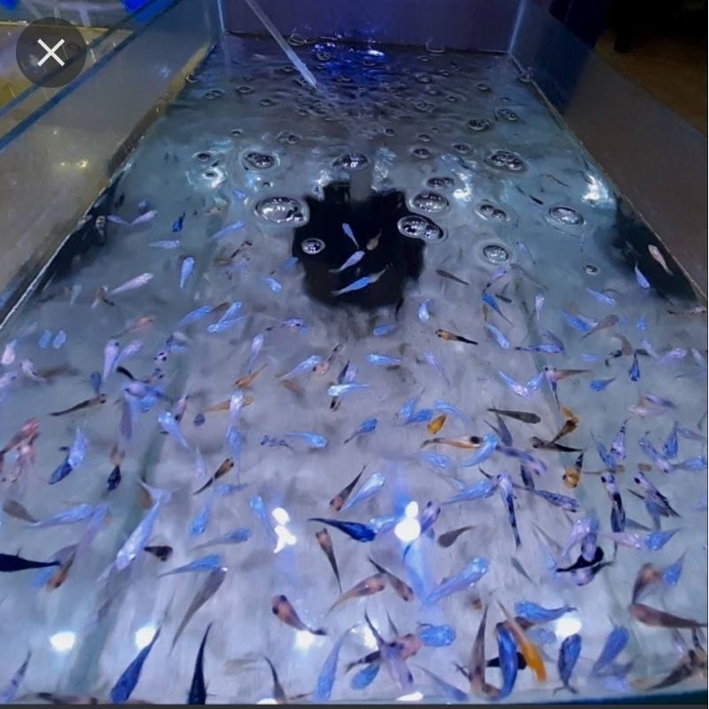 moli marbel Per 40 ekor, pakan predator chana,arwana