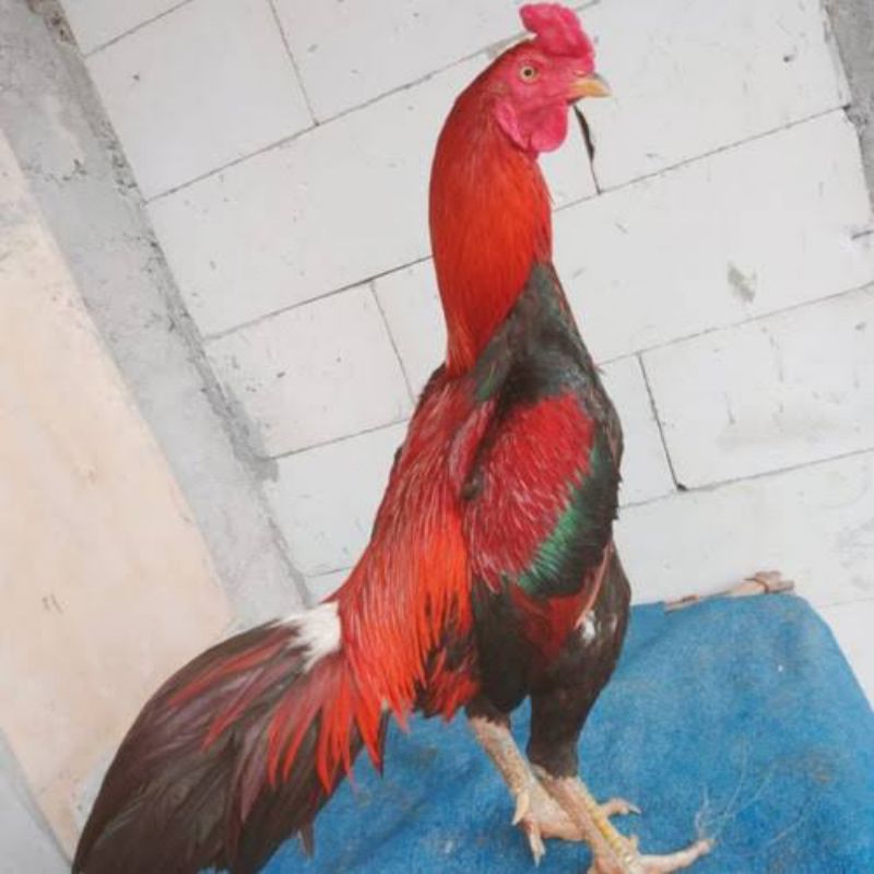 TELUR AYAM BANGKOK PAKHOY UNTUK DITETASKAN