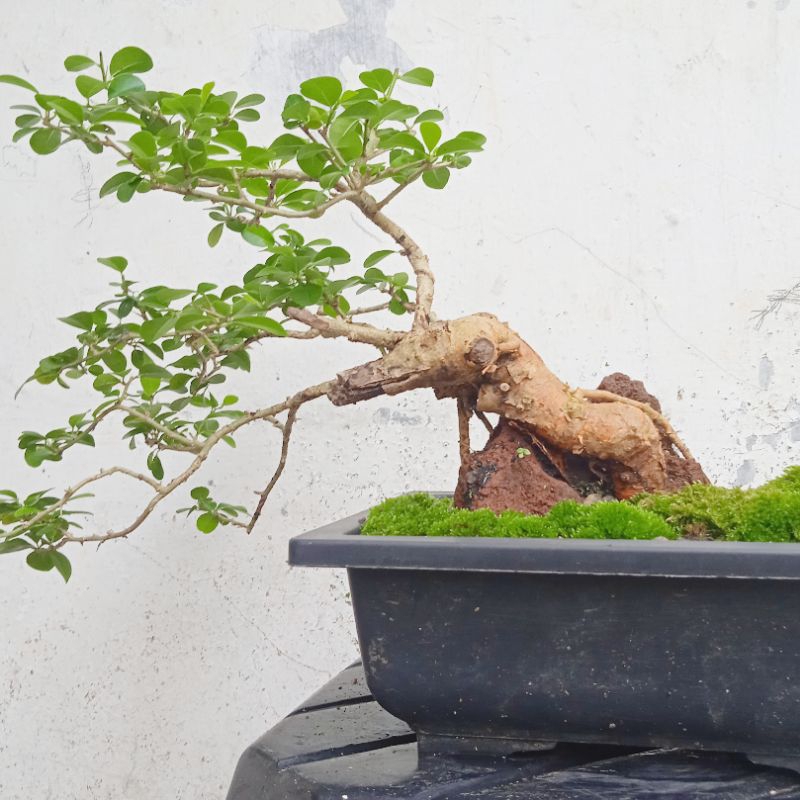 Bonsai Sisir / Kaliage