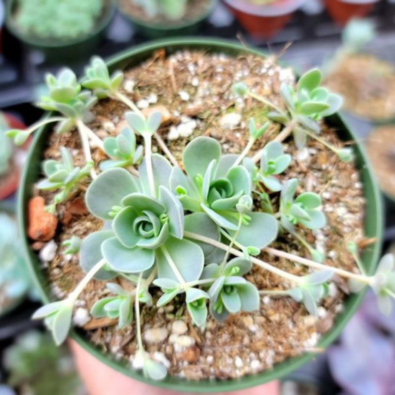 Sukulen Iwarenge Orostacys Dence Cup / CDC