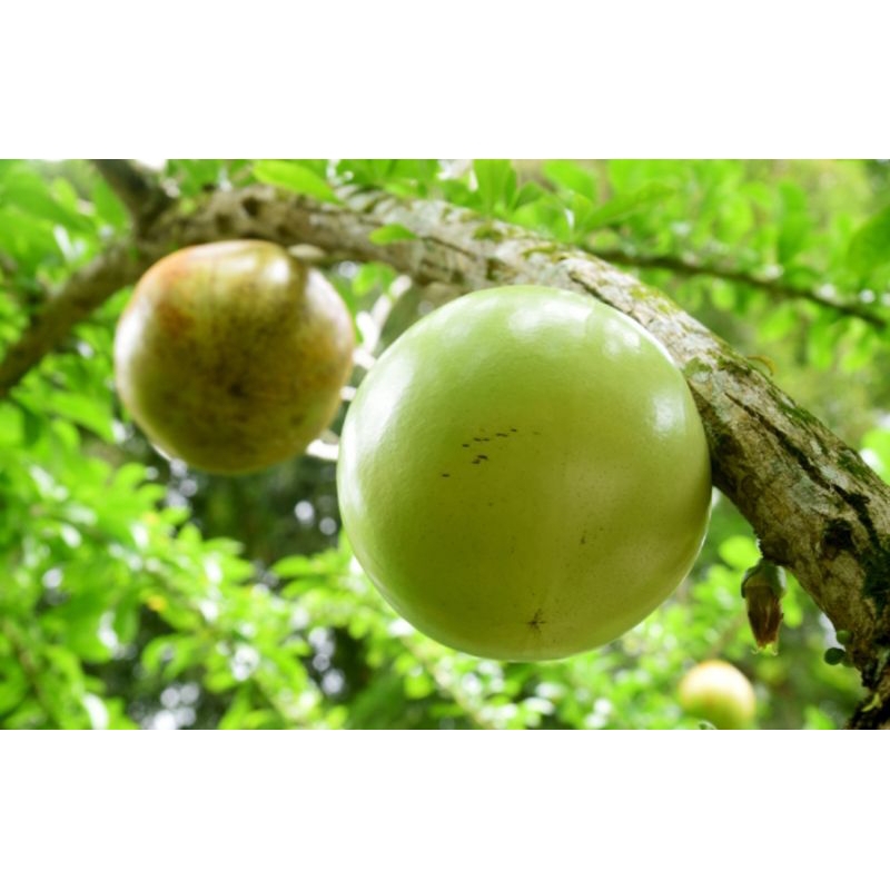 

Buah maja organik buah herbal buah majapait