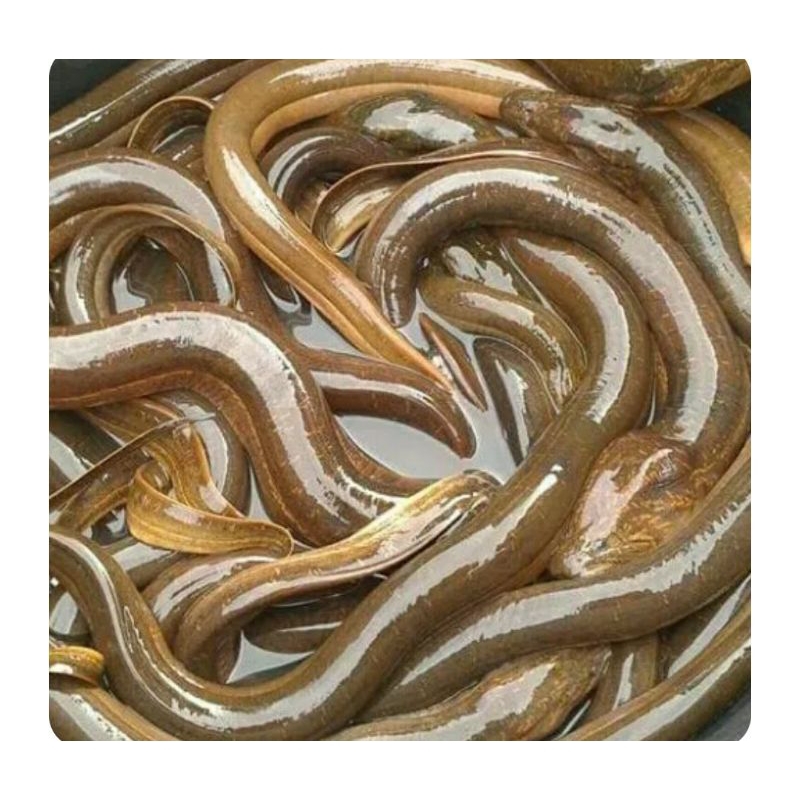 

belut hidup 500gr
