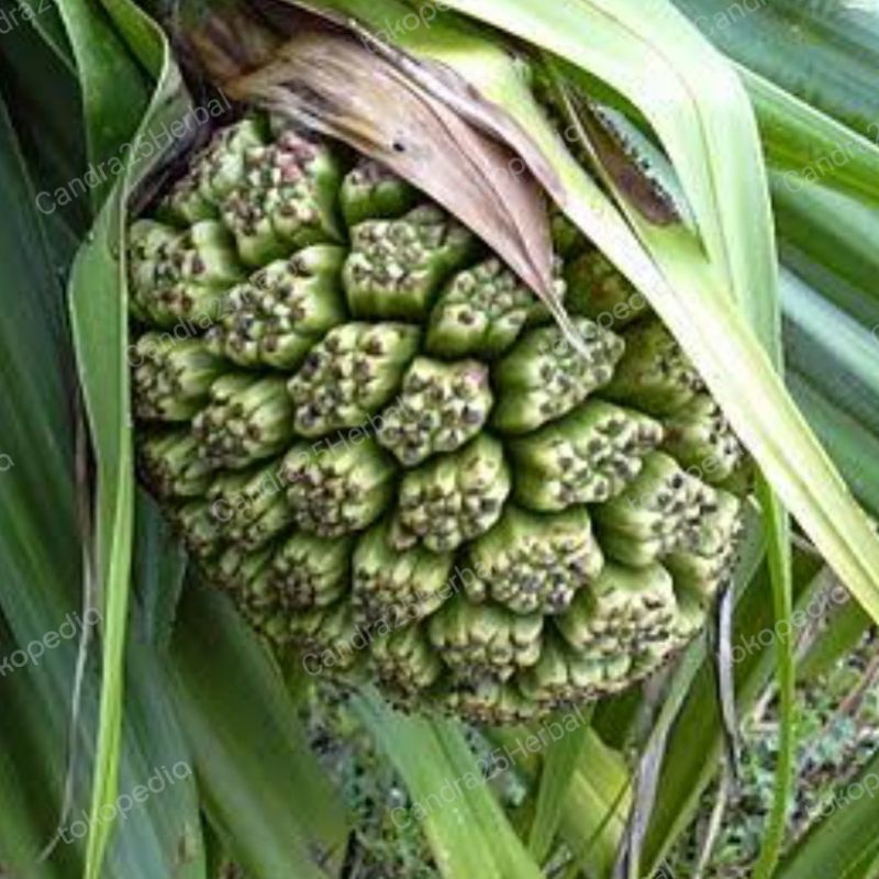 

Buah pandan duri muda masih mentah organik ready stok buah pandan