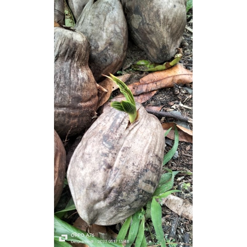 Bahan bonsay kelapa batang hijau
