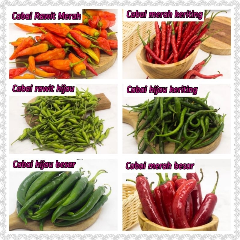 bibit tanaman cabai - bibit tanaman cabe