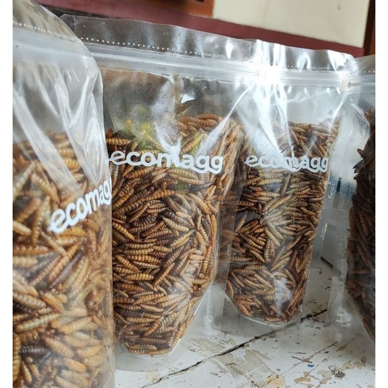 magot kering beli 2 gratis 1 (pakan ikan chana El Barca, chana asiatica)