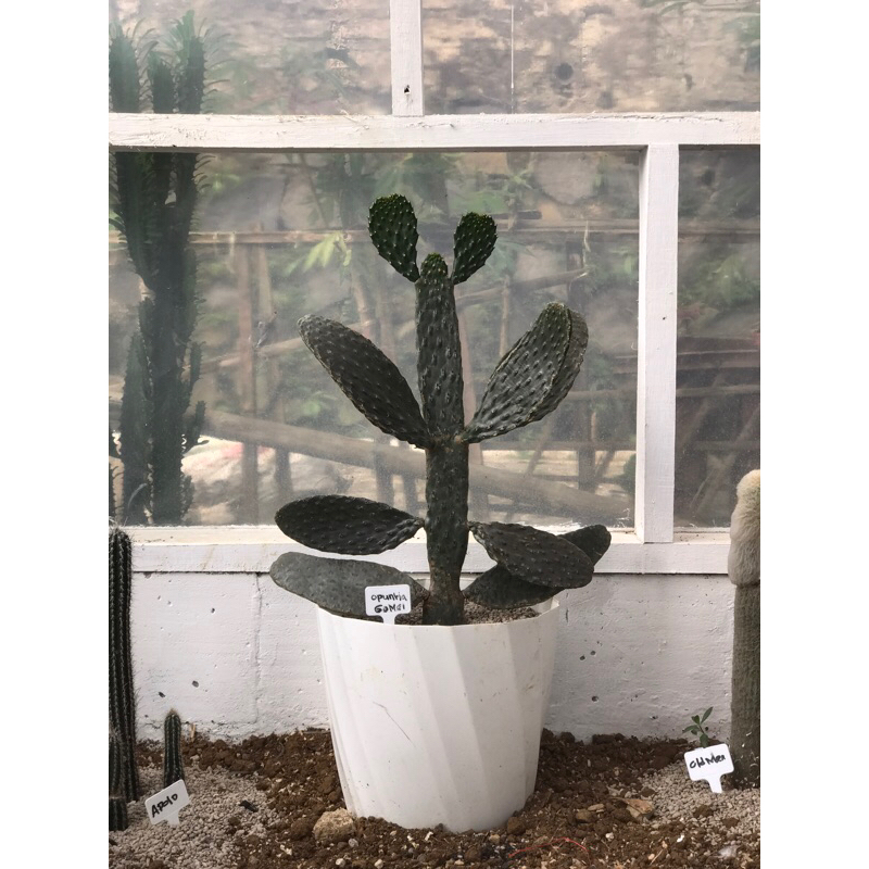 Kaktus Centong Opuntia Rubescens Consolea