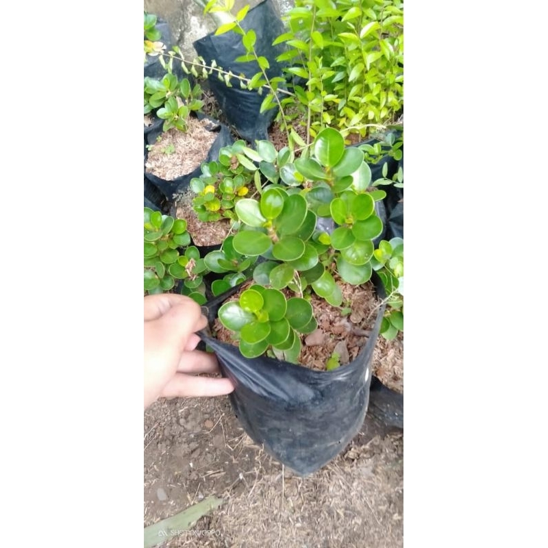 Bibit dolar mangkok mikro rimbun-Bonsai mini