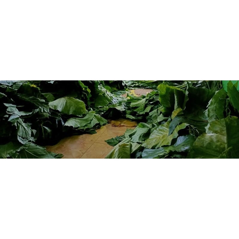 

daun talas