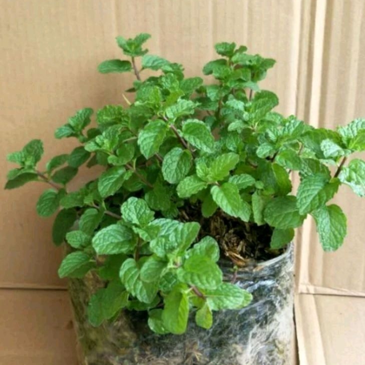 Bibit Benih daun mint Papermint
