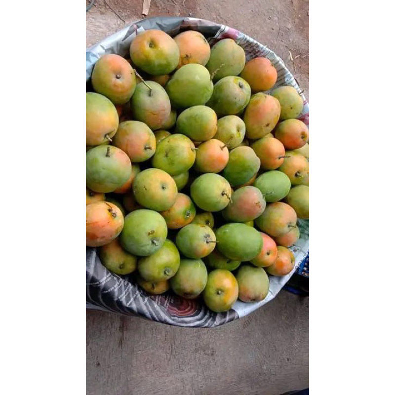 MANGGA GEDONG GINCU 1KG | BUAH SEGAR BANDUNG | WARUNG CEU ENGKAY