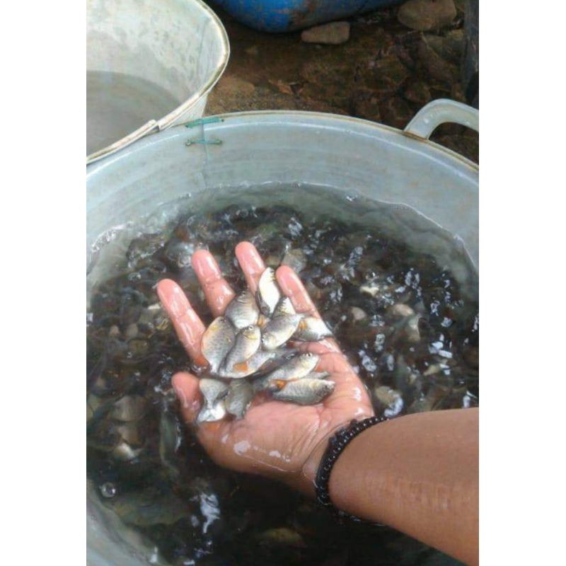 

bibit ikan bawal ikan bawal kecil 2 ekor
