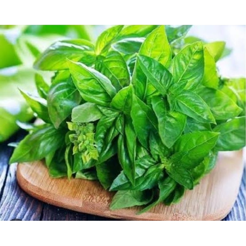 

Daun Kemangi Perikat