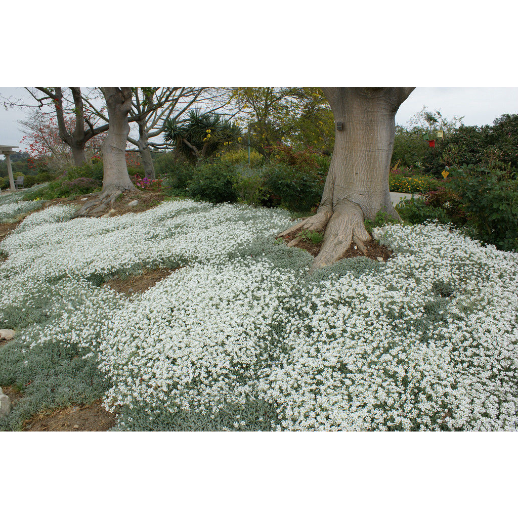 Benih Bibit Biji - Bunga Snow In Summer Cerastium tomentosum Penutup Tanah Creeping Flower Seeds - IMPORT