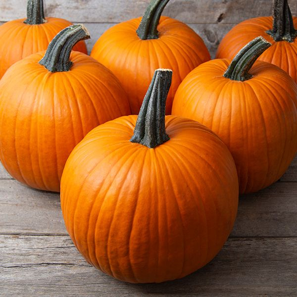 Benih Bibit Biji - Pumpkin Jack O'Lantern Labu Halloween Seeds - IMPORT