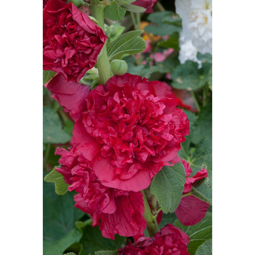 Benih Bibit Biji - Bunga Hollyhock Chaters Scarlet Red Flower Seeds - IMPORT