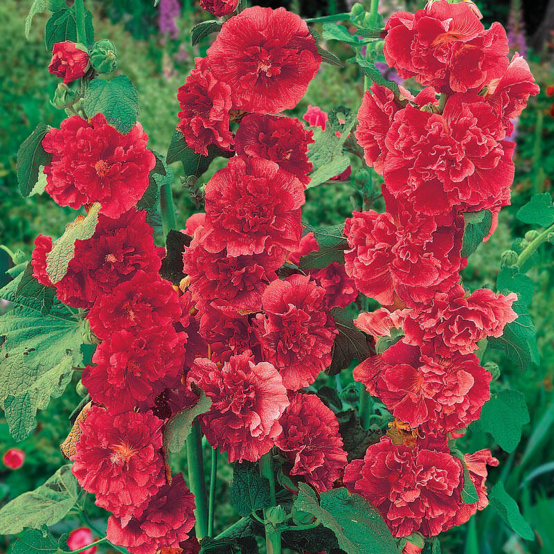 Benih Bibit Biji - Bunga Hollyhock Chaters Scarlet Red Flower Seeds - IMPORT