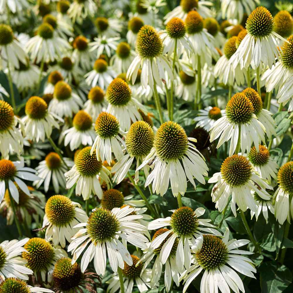 Benih Bibit Biji - Bunga Echinacea Coneflower White Swan Flower Seeds - IMPORT