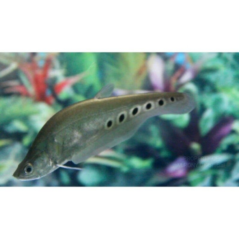 belida bangkok hiasan akuarium