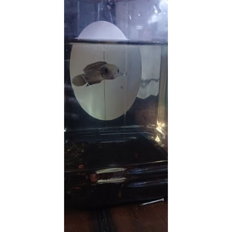 asiatica gen gondrong.ASLI