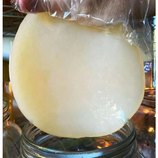 

Scoby Kombucha ukuran 20 cm