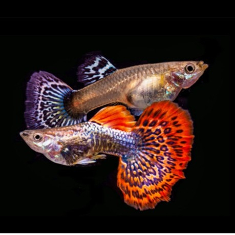 Ikan Guppy Red Dragon