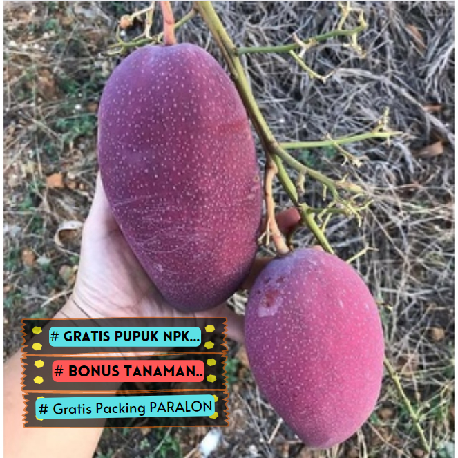 Pohon Mangga Irwin Bibit Unggulan Super Cepat Berbuah ( GARANSI )