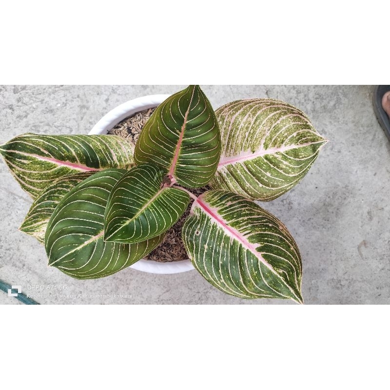 aglaonema esmeralda golden