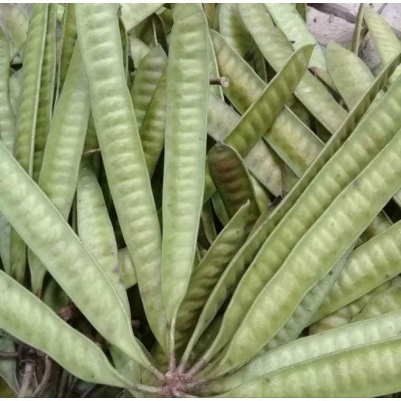 

Kelandingan pete cina organik ready stok