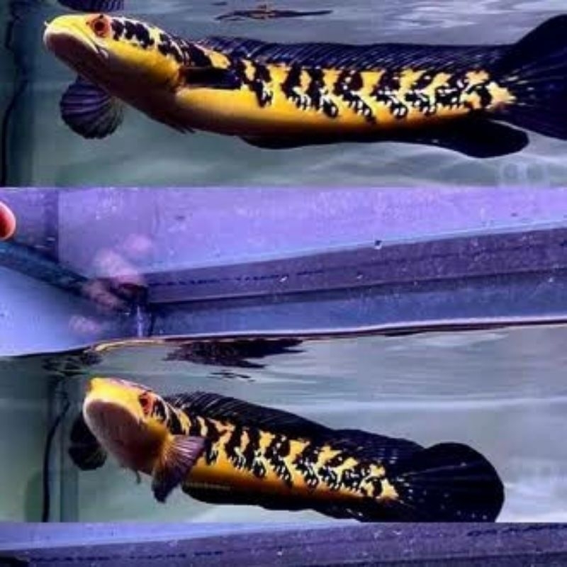 (garansi D.o.A) yellow sentarum/yellow sentarum matamerah atau ikan ys 4-16cm