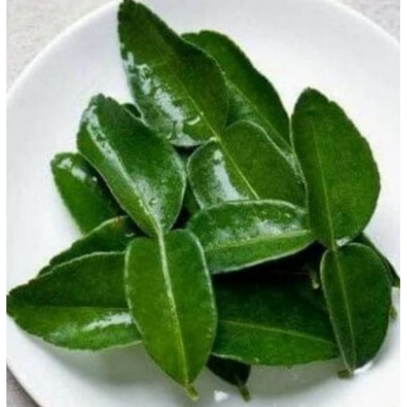 

Daun Jeruk Purut fress langsung dari pohonya