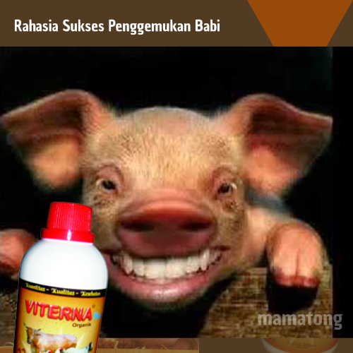 Vitamin Penggemuk Babi 500cc / Obat Penggemuk Ternak Babi / Vitamin Penggemuk Ternak Babi / Booster 