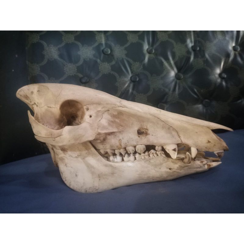 Tengkorak Kepala Babi Hutan