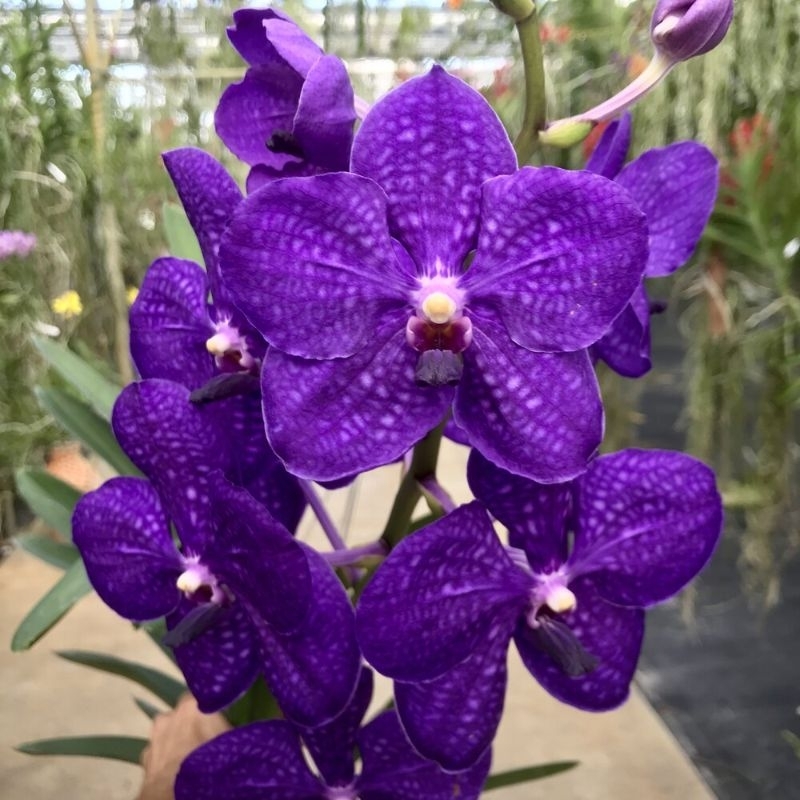 Anggrek vanda pachara blue juli
