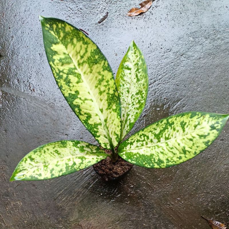 Tanaman hias diven galaxy