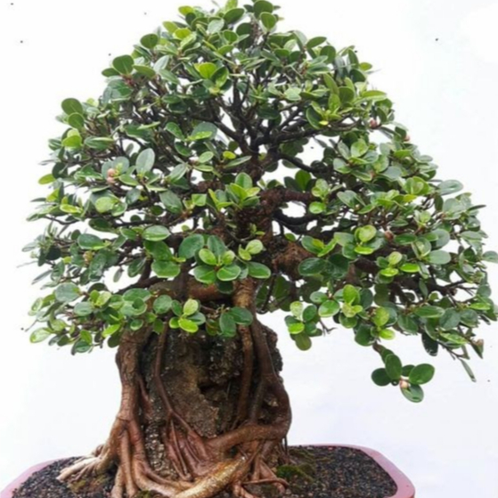 Beringin Dolar Korea Bahan Bonsai Cutting Bibit Stek Fresh